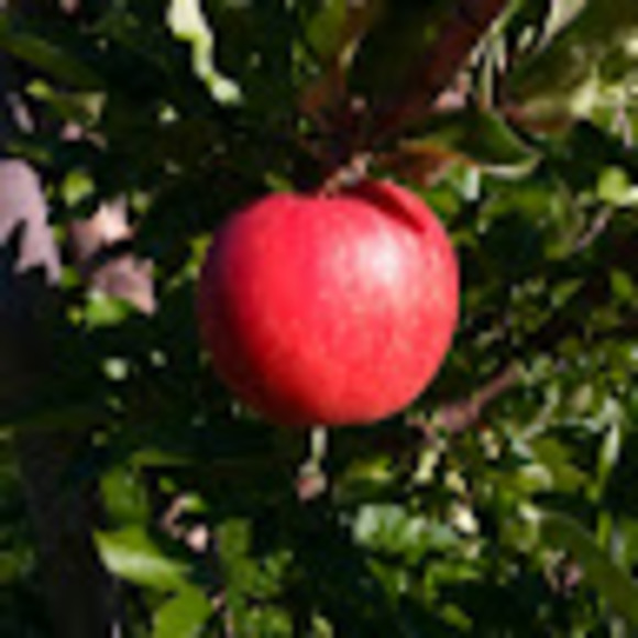 Meet your Posher, Mary - Picture 1 of 1